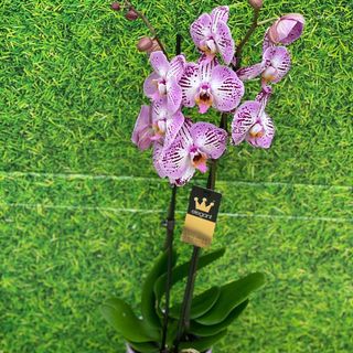 Orchidée belle couleur et pots