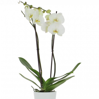 Plante orchidée et pot