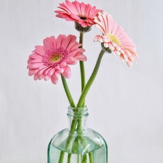 Le meilleur avec vase