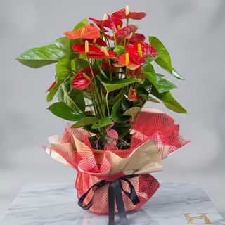 Anthurium red xl