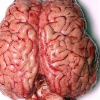 Cervelle de bœuf grille