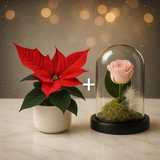 Poinsettia + Rose Éternelle rose claire