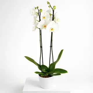 Orchidée Pure Harmonie