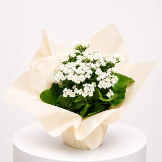 Kalanchoe Blanche