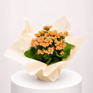 Kalanchoe Orange