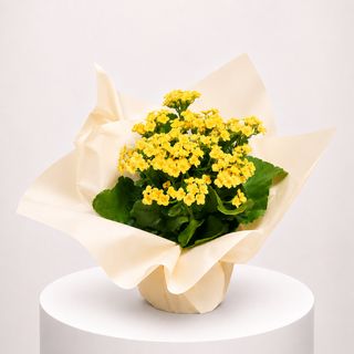 Kalanchoe Jaune
