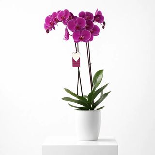 Orchidée Prestige Amarante