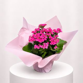 Kalanchoe Fuchsia