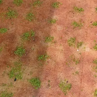 Kunafa prestige