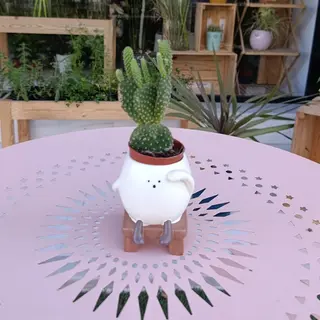 Mini cactus avec pot mignon