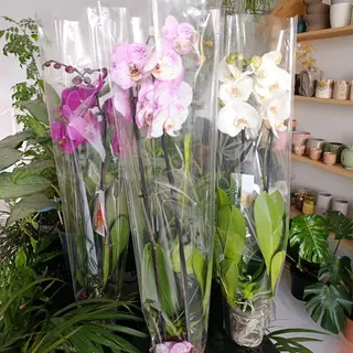 Orchidées