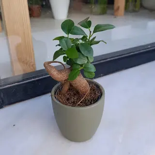 Mini Bonzaï avec pot