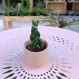 mini Sansevieria avec pot "cadeau"