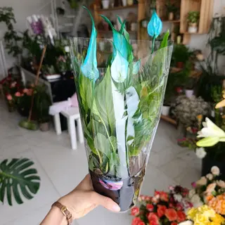 Spathiphyllum