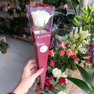 Rose blanche emballage rouge chic