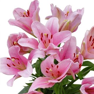 Bouquets de 5 tiges de Lys