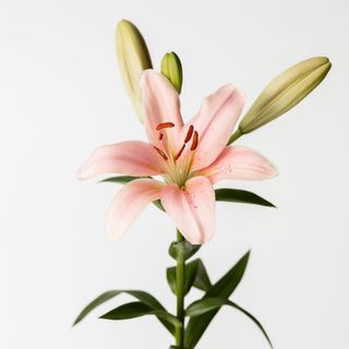 Une tige de Lys rose
