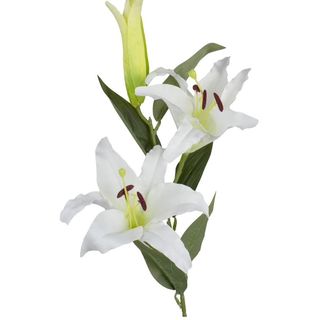 Une tige de Lys Blanc