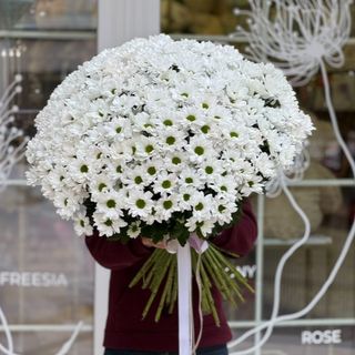 Букет из 35 веток белой хризантемы