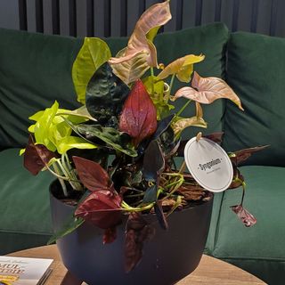 Compoziție mix din Syngonium