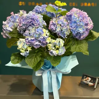 Hortensie albastra