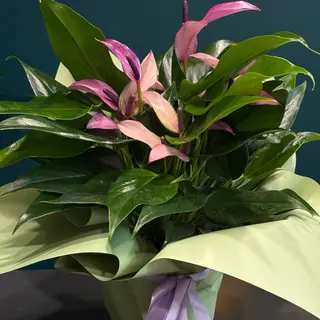 Anthuriun Lili
