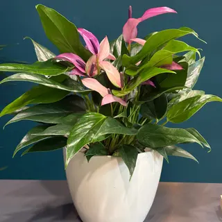 Anthurium Lili cu ghiveci