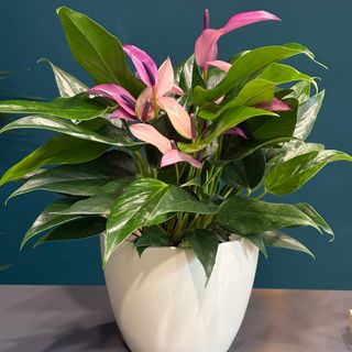 Anthurium Lili cu ghiveci