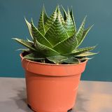 Aloe