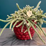 Rhipsalis in ghiveci 