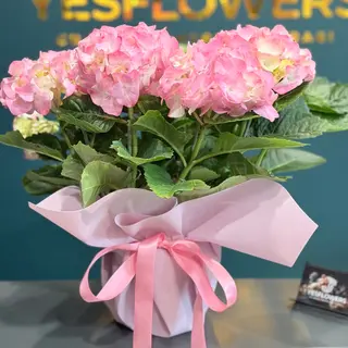 Hortensia roz