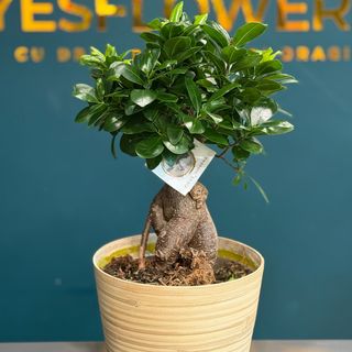 Ficus Bonsai