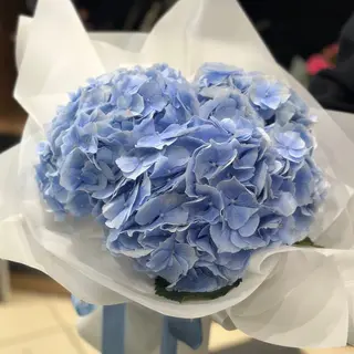 3 Hortensii albastre