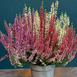 Calluna