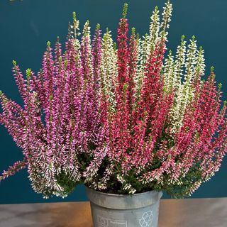 Calluna