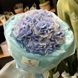 1 hotrensie albastra