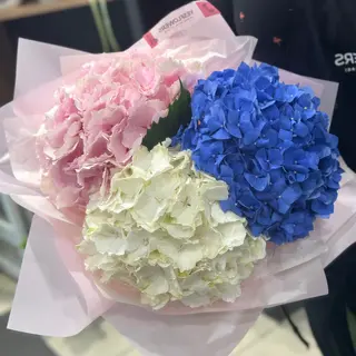 3 Mix Hortensii