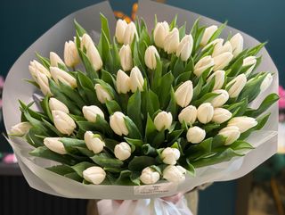 51 Lalele albe olandeze