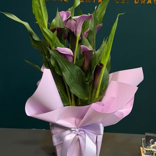 Calla Violet