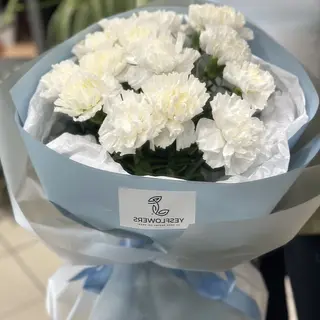 15 Dianthus alb