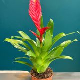 Bromelia rosie