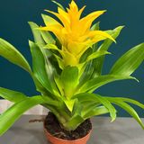 Bromelia galben