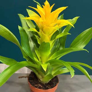 Bromelia galben