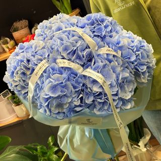 7 Hortensii albastre