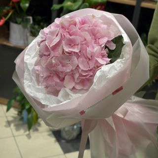 1 Hortensie roz in ambalaj