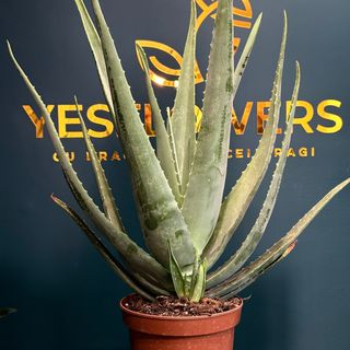 Aloe Vera