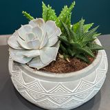 Aranjament suculente