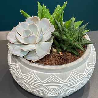 Aranjament suculente