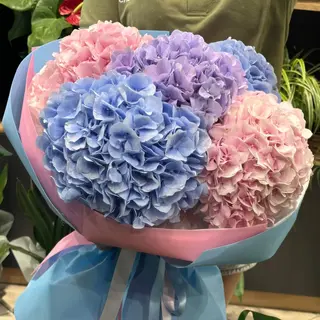 5 Hortensii mix