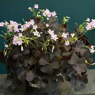 Oxalis triangularis